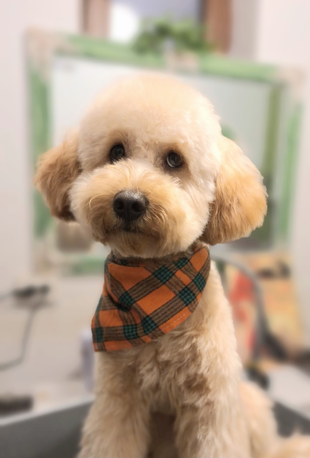 Aky Frizerie Canina - Pet grooming