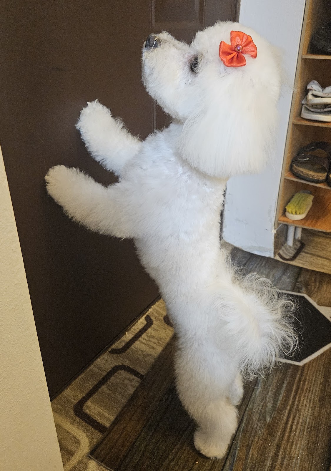 Aky Frizerie Canina - Pet grooming